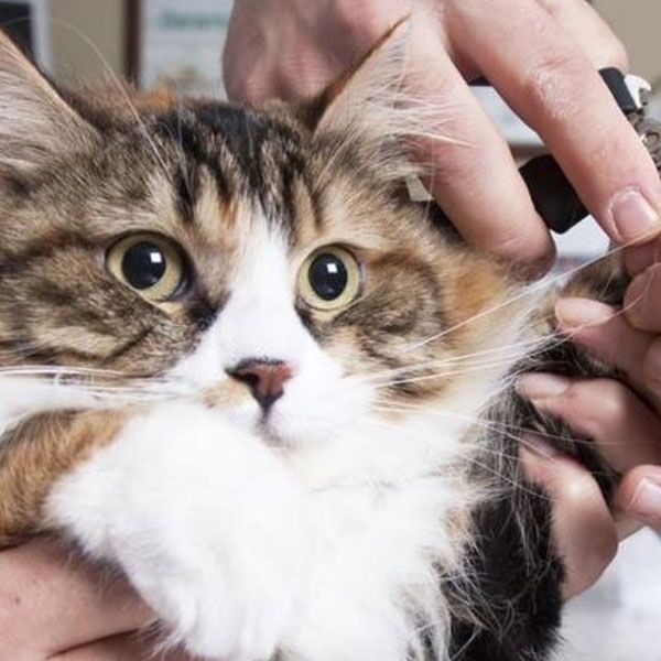 A close-up of a fluffy, brown-and-white long-haired cat with wide, startled eyes as a veterinarian carefully trims its nails. The vet’s hands and nail clippers are visible, gently holding one of the cat’s paws.