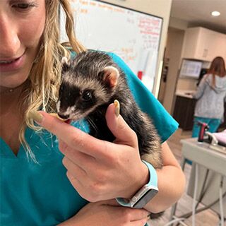 A person in a blue shirt holds a black and white ferret close to their chest. The person, who appears to be a veterinarian, has light-colored, wavy hair and is wearing a watch on their left wrist. The background includes a whiteboard with writing on it.
