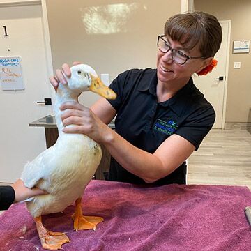 A veterinarian in a black polo shirt examines a white duck on a purple towel on a table. The vet is holding the duck around its neck and gently lifting its wings. The room appears to be a clinic with beige walls and a closed door in the background.