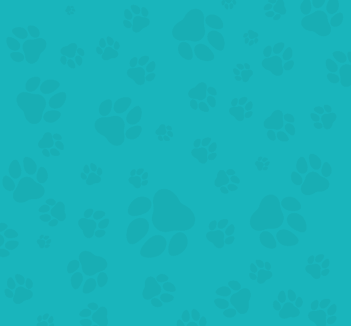 Teal background with a pattern of scattered darker teal paw prints of varying sizes, reminiscent of a Vet clinic's welcoming and caring atmosphere.