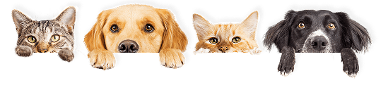 A row of animal faces at the bottom edge features two cats with tabby and orange fur, and two dogs with light brown and black fur. Each animal has its head resting on its paws, looking directly at the viewer.
